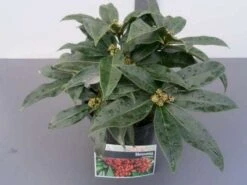 Skimmia (Skimmia Reevesiana) -Tuinplanten Winkel 20130120161218 1