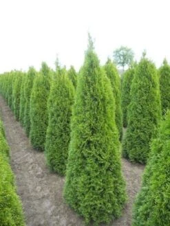 Westerse Levensboom (Thuja Occidentalis 'Smaragd') -Tuinplanten Winkel 20130120161327 19