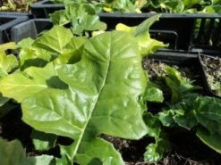 Stekelige Bereklauw (Acanthus Hungaricus) -Tuinplanten Winkel 20130121105914 1