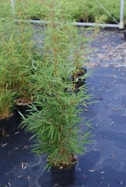 Niet Woekerende Bamboe (Fargesia Robusta) -Tuinplanten Winkel 20130121115128 5