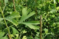 Japanse Notenboom (Ginkgo Biloba) -Tuinplanten Winkel 20130121120928 10