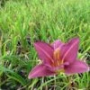 Daglelie (Hemerocallis 'Summer Wine')