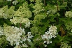 Hortensia (Hydrangea Paniculata 'Grandiflora') -Tuinplanten Winkel 20130121124103 6