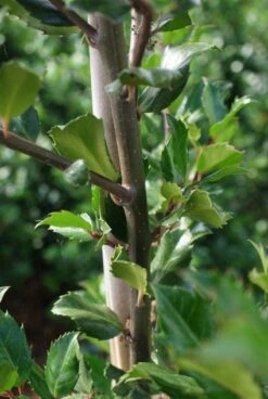 Blauwe Hulst (Ilex Meserveae 'Blue Prince') -Tuinplanten Winkel 20130121125422 10