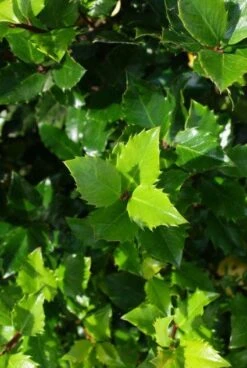 Blauwe Hulst (Ilex Meserveae 'Blue Prince') -Tuinplanten Winkel 20130121125453 10