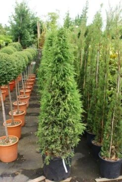 Jeneverbes (Juniperus Communis 'Hibernica') -Tuinplanten Winkel 20130121125813 7