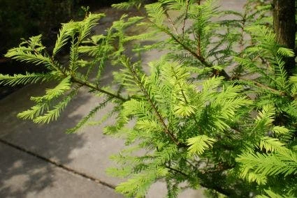 Moerascipres (Taxodium Distichum) 4 Moerascipres (Taxodium Distichum) - Afbeelding 2
