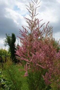 Tamarisk (Tamarix Ramosissima) -Tuinplanten Winkel 20130121132321 3
