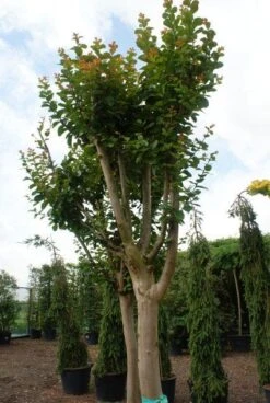 Roze Lagerstroemia Als Boom (Lagerstroemia Indica) -Tuinplanten Winkel 20130121162344 9
