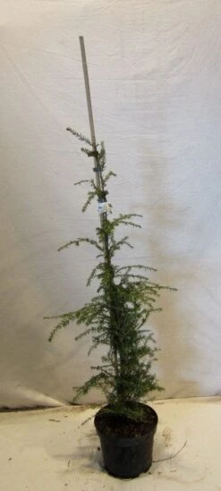 Hemlockspar (Tsuga Canadensis) 22 Hemlockspar (Tsuga Canadensis) -Tuinplanten Winkel 20130122145429 13