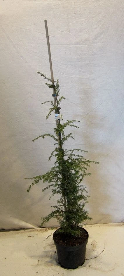 Hemlockspar (Tsuga Canadensis) 6 Hemlockspar (Tsuga Canadensis) - Afbeelding 4