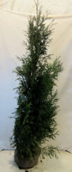 Levensboom (Thuja Plicata 'Martin') 22 Levensboom (Thuja Plicata 'Martin') -Tuinplanten Winkel 20130122151951 8