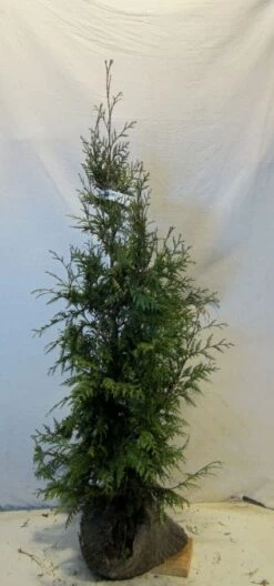 Levensboom (Thuja Plicata 'Martin') 20 Levensboom (Thuja Plicata 'Martin') -Tuinplanten Winkel 20130122153123 8