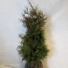 Levensboom (Thuja Plicata 'Gelderland') -Tuinplanten Winkel 20130122154607 8