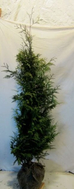 Reuzenlevensboom (Thuja Plicata 'Excelsa') -Tuinplanten Winkel 20130122155321 9