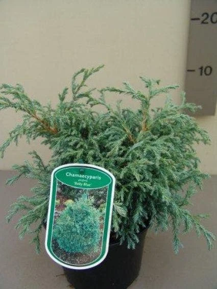 Dwergcypres (Chamaecyparis 'Baby Blue') 3 Dwergcypres (Chamaecyparis 'Baby Blue')
