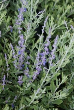 Reuzenlavendel (Perovskia Atriplicifolia 'Little Spire') -Tuinplanten Winkel 20130125103930 2