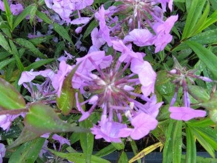 Vlambloem (Phlox Maculata 'Alpha') 4 Vlambloem (Phlox Maculata 'Alpha') - Afbeelding 2