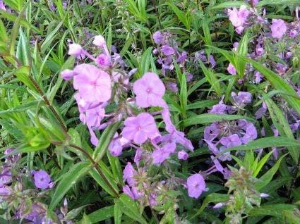 Vlambloem (Phlox Maculata 'Alpha') 3 Vlambloem (Phlox Maculata 'Alpha')