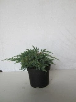 Jeneverbes (Juniperus Squamata 'Blue Carpet') -Tuinplanten Winkel 20130125154733 4