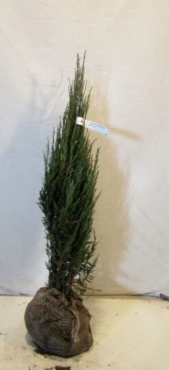 Jeneverbes (Juniperus Scopulorum 'Blue Arrow') -Tuinplanten Winkel 20130125155327 10