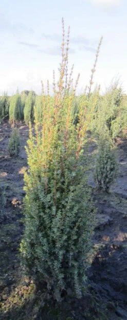 Jeneverbes (Juniperus Communis 'Arnold') -Tuinplanten Winkel 20130125155946 3
