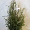 Jeneverbes (Juniperus Communis 'Suecica') -Tuinplanten Winkel 20130125161057 6