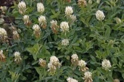 Geelwitte Klaver (Trifolium Ochroleucon)
