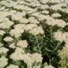 Vetkruid (Sedum Spectabile 'Iceberg') -Tuinplanten Winkel 20130128110834 1
