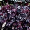 Purperklokje (Heuchera 'Purple Petticoats')
