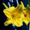 Daglelie (Hemerocallis 'Happy Returns') -Tuinplanten Winkel 20130131142016 1