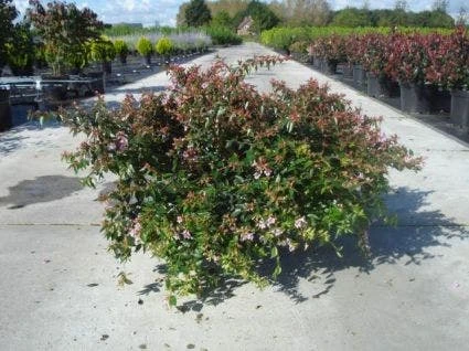 Abelia (Abelia Grandiflora 'Hopleys') 6 Abelia (Abelia Grandiflora 'Hopleys') - Afbeelding 4