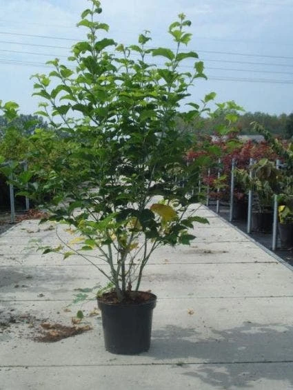 Japanse Slangehuidesdoorn (Acer Rufinerve) 5 Japanse Slangehuidesdoorn (Acer Rufinerve) - Afbeelding 3