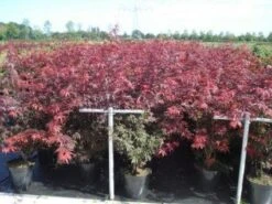 Japanse Esdoorn (Acer Palmatum 'Atropurpureum') -Tuinplanten Winkel 20130214095932 9