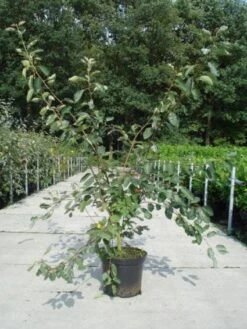 Krentenboom Als Struik (Amelanchier Lamarckii) 25 Krentenboom Als Struik (Amelanchier Lamarckii) -Tuinplanten Winkel 20130214100736 13