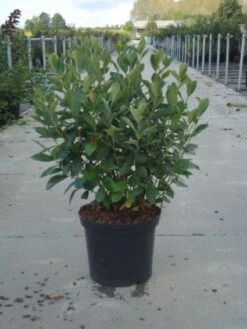 Appelbes (Aronia Melanocarpa) -Tuinplanten Winkel 20130214100812 8 4 4