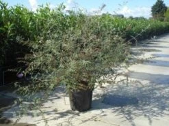 Vlinderstruik (Buddleja Davidii 'Nanho Blue') -Tuinplanten Winkel 20130214101704 3