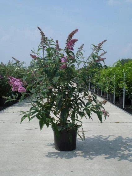 Vlinderstruik (Buddleja Davidii 'Royal Red') 4 Vlinderstruik (Buddleja Davidii 'Royal Red') - Afbeelding 2