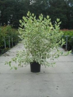 Bonte Kornoelje (Cornus Alba 'Elegantissima') -Tuinplanten Winkel 20130214103242 3
