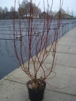 Bonte Kornoelje (Cornus Alba 'Elegantissima') -Tuinplanten Winkel 20130214103250 3