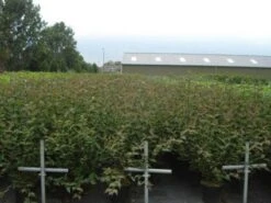 Kornoelje (Cornus Alba 'Kesselringii') -Tuinplanten Winkel 20130214103406 3