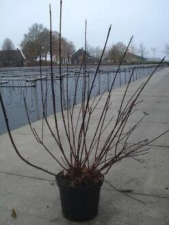Kornoelje (Cornus Alba 'Kesselringii') -Tuinplanten Winkel 20130214103414 3