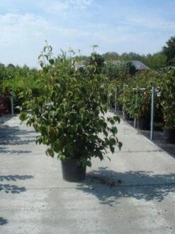 Kornoelje (Cornus Kousa Chinensis) -Tuinplanten Winkel 20130214104809 11