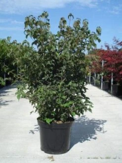 Japanse Kornoelje (Cornus Kousa) 13 Japanse Kornoelje (Cornus Kousa) -Tuinplanten Winkel 20130214105009 24 12 12