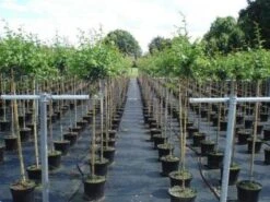 Rode Meidoorn (Crataegus Laevigata 'Paul's Scarlet') -Tuinplanten Winkel 20130214111754 14