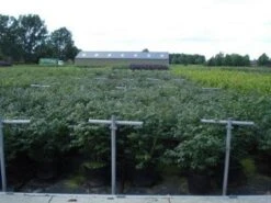 Kardinaalshoed (Euonymus Alatus 'Compactus') 23 Kardinaalshoed (Euonymus Alatus 'Compactus') -Tuinplanten Winkel 20130214112611 12