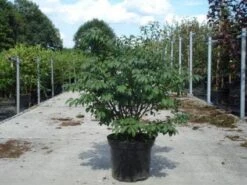 Kardinaalshoed (Euonymus Alatus 'Compactus') 22 Kardinaalshoed (Euonymus Alatus 'Compactus') -Tuinplanten Winkel 20130214112624 12