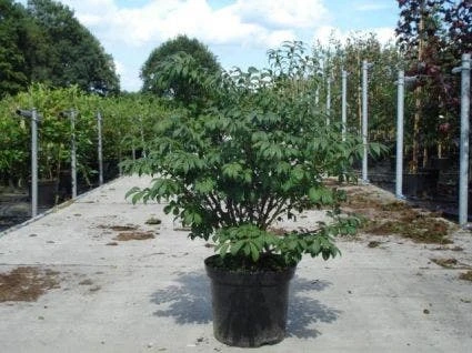 Kardinaalshoed (Euonymus Alatus 'Compactus') 12 Kardinaalshoed (Euonymus Alatus 'Compactus') - Afbeelding 10