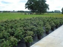 Flessenborstelstruik (Fothergilla Major) -Tuinplanten Winkel 20130214113539 6