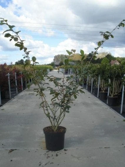 Toverhazelaar (Hamamelis Intermedia 'Jelena') 6 Toverhazelaar (Hamamelis Intermedia 'Jelena') - Afbeelding 4